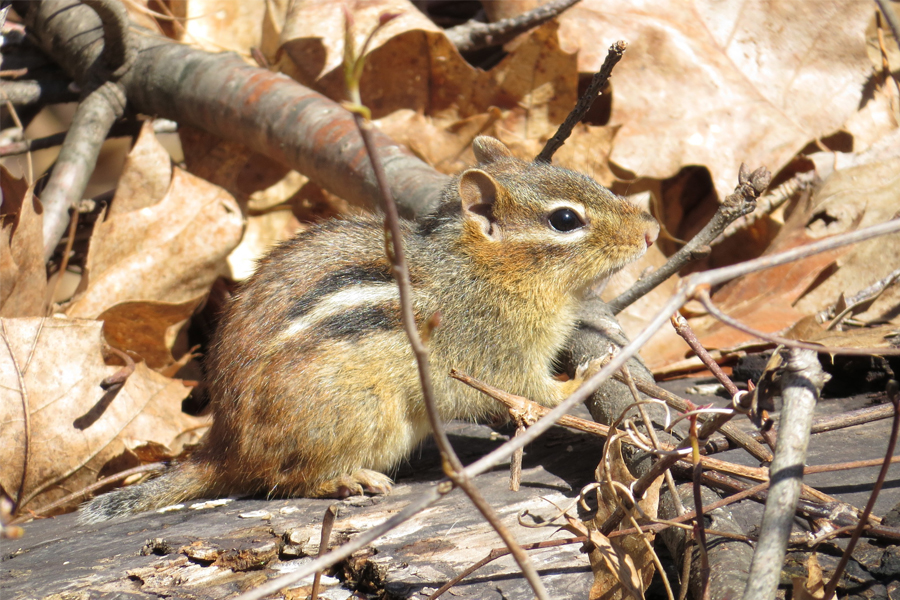 chipmunk